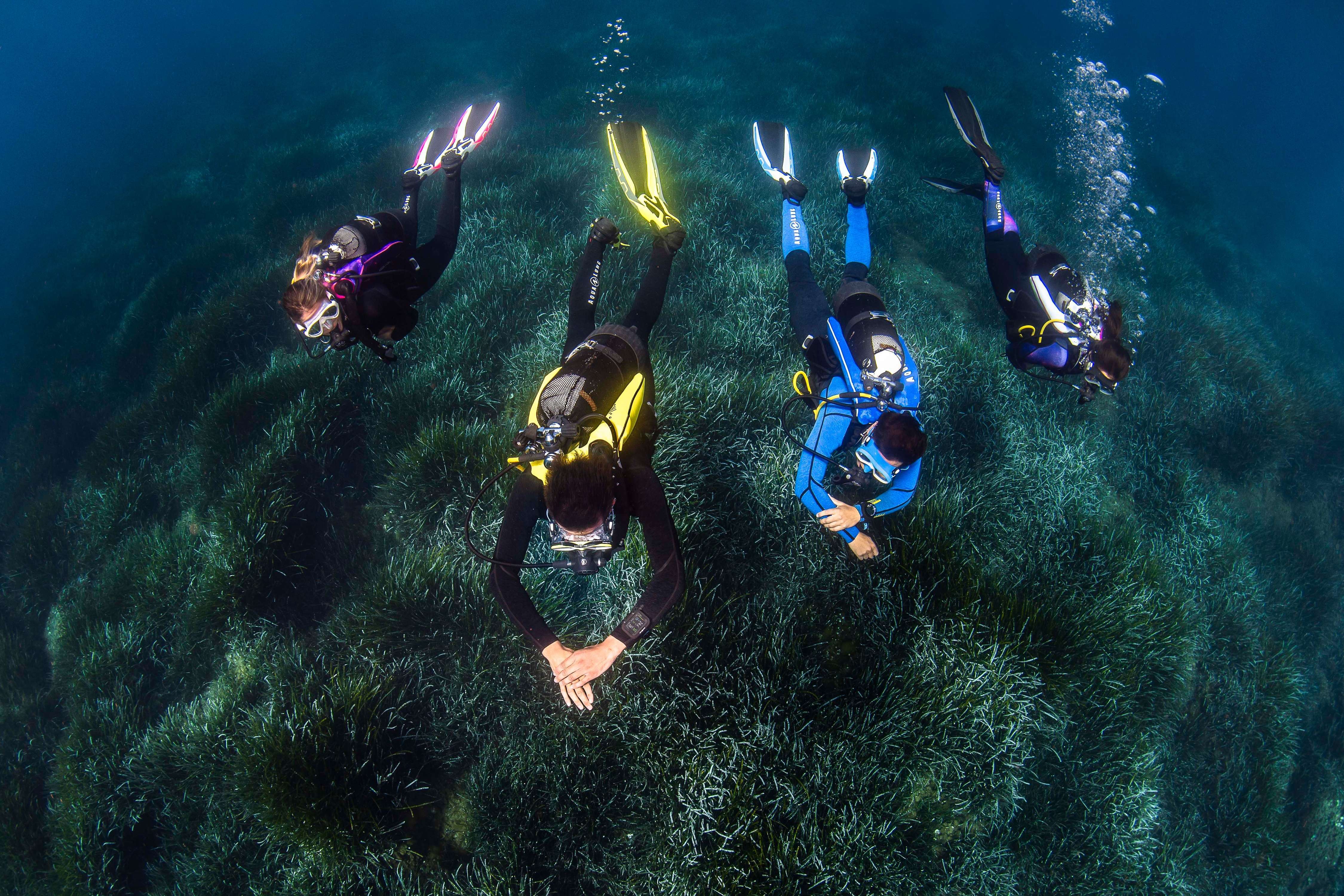 Aqualung Phazer Open Heel Dive Fins - Image 20