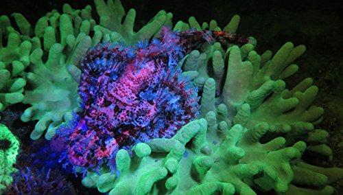 Used Sealife Sea Dragon Fluoro-Dual Beam Light Kit - Image 3
