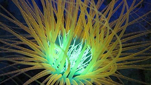 Used Sealife Sea Dragon Fluoro-Dual Beam Light Kit - Image 4